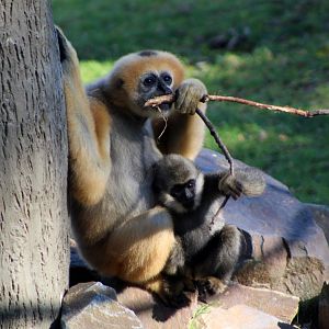 White-cheeked Gibbons