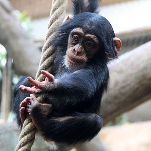 Baby Chimpanzee
