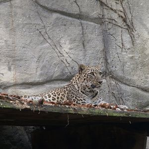 Persian Leopard (Panthera pardus tulliana), 25-08-25