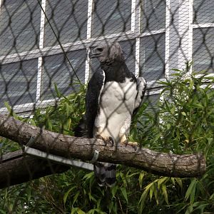 Harpy Eagle (Harpia harpyja), 25-08-25