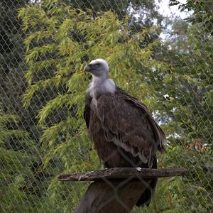 Western Eurasian Griffon Vulture (Gyps fulvus fulvus), 25-08-25