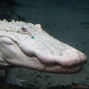 American Aligator (Alligator mississippiensis), 25-08-25