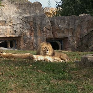 Southeast African Lion (Panthera leo krugeri), 25-08-25