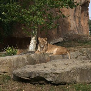 Southeast African Lion (Panthera leo krugeri), 25-08-25