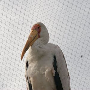 Yellow-billed Stork (Mycteria ibis), 25-08-25