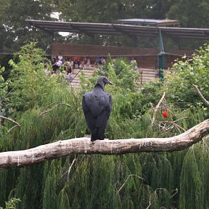 American Black Vulture (Coragyps atratus), 25-08-25