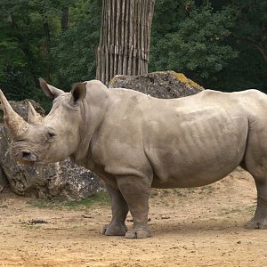Southern White Rhino (Ceratotherium simum simum), 25-08-25