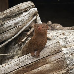 Dwarf Mongoose (Helogale parvula), 25-08-25