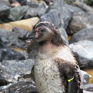 Humboldt Penguin (Spheniscus humboldti), 25-08-25