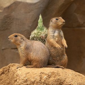 Black-tailed Prairie Dog (Cynomys ludovicianus), 25-08-25