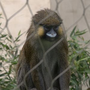 Red-tailed Moustached Monkey (Cercopithecus cephus cephus), 25-08-25