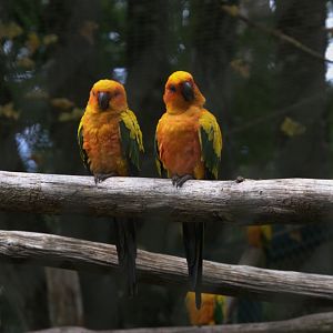 Sun Parakeet (Aratinga solstitialis), 25-08-25