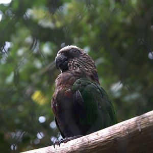 Northern Red-fan Parrot (Deroptyus accipitrinus accipitrinus), 25-08-25