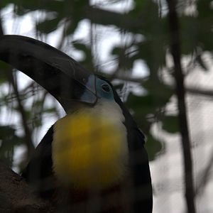 Channel-billed Toucan (Ramphastos vitellinus vitellinus), 25-08-25