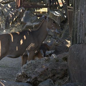 Nilgai (Boselaphus tragocamelus) and Blackbuck (Antilope cervicapra), 25-08-25