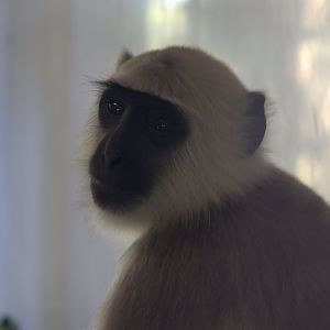 Hanuman Langur (Semnopithecus entellus), 25-08-25