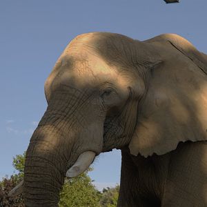 African Savanna Elephant (Loxodonta africana), 25-08-25