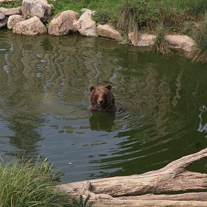 European Brown Bear (Ursus arctos arctos), 26-08-25