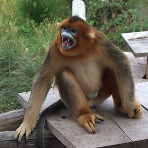 Moupin Golden Snub-nosed Monkey (Rhinopithecus roxellana roxellana), 26-08-25