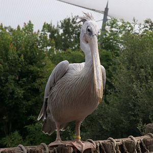 Pink-backed Pelican (Pelecanus rufescens), 26-08-25