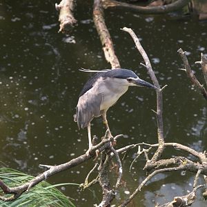 Black-crowned Night Heron (Nycticorax nycticorax nycticorax), 26-08-25