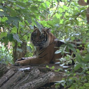 Sumatran Tiger (Panthera tigris sumatrae), 26-08-25