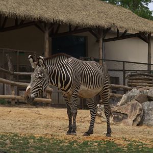 Grevy's Zebra (Equus grevyi), 26-08-25