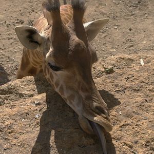 Kordofan Giraffe (Giraffa camelopardalis antiquorum), 27-08-25