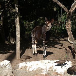 Okapi (Okapia johnstoni), 27-08-25