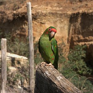 Mitred Parakeet (Psittacara mitratus), 27-08-25