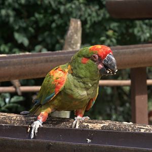 Red-fronted Macaw (Ara rubrogenys), 27-08-25