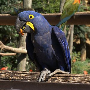 Hyacinth Macaw (Anodorhynchus hyacinthinus), 27-08-25