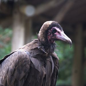 Hooded Vulture (Necrosyrtes monachus), 27-08-25