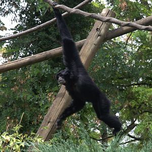 Siamang (Symphalangus syndactylus), 27-08-25