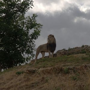 Lion (Panthera leo), 27-08-25