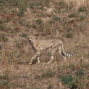 South African Cheetah (Acinonyx jubatus jubatus), 27-08-25
