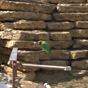Black-cheeked Lovebird (Agapornis nigrigenis), 27-08-25