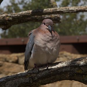 Laughing Dove (Streptopelia senegalensis), 27-08-25