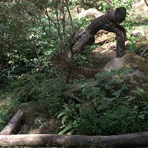 Javan Leopard (Panthera pardus melas), 27-08-25