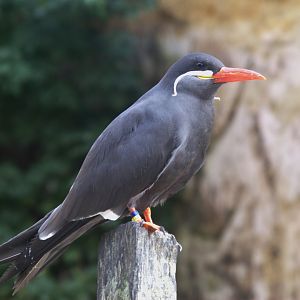 Inca Tern (Larosterna Inca), 27-08-25