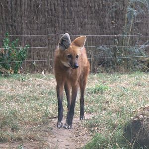 Maned Wolf (Chrysocyon brachyurus), 27-08-25