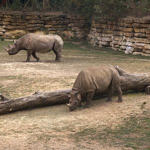 Eastern Black Rhinoceros (Diceros bicornis michaeli), 27-08-25