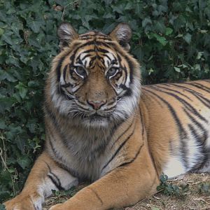 Sumatran Tiger (Panthera tigris sumatrae), 27-08-25