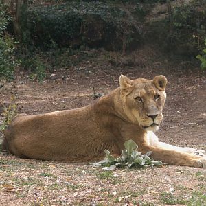 Lion (Panthera leo), 27-08-25