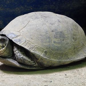 Eastern Box Turtle (Terrapene carolina carolina) April 27, 2025