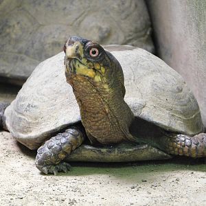 Eastern Box Turtle (Terrapene carolina carolina) April 27, 2025