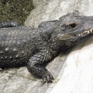 West African Dwarf Crocodile (Osteolaemus tetraspis) April 27, 2025