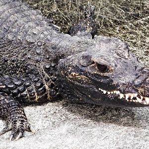 West African Dwarf Crocodile (Osteolaemus tetraspis) April 27, 2025