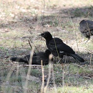 White-winged Chough