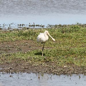 Yellow-billed Spoonbill